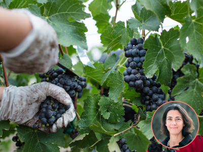 image card <p>Comment la RSE peut-elle répondre aux enjeux de la filière viti-vinicole&nbsp;?</p>