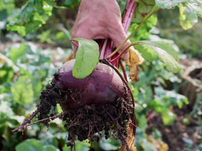 image card <p>Les enjeux RSE des filières agricoles&nbsp;: les fruits et légumes frais</p>