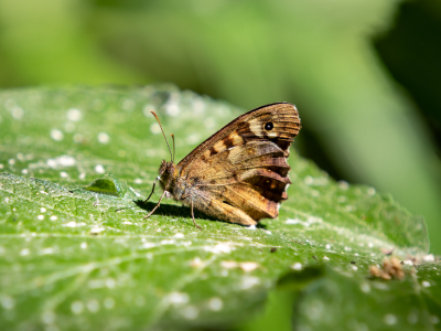 image card <p>Biodiversité et Entreprises : un avenir en commun</p>